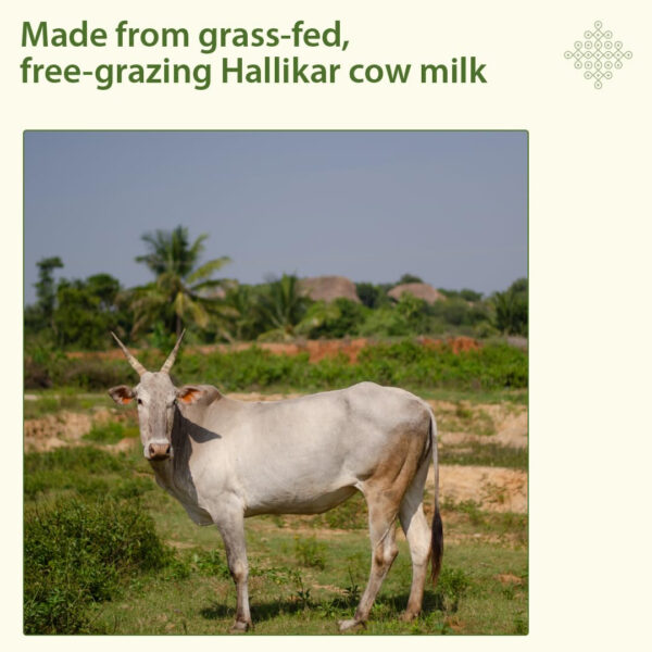 GRAMIYAA | Kangeyam A2 Cultured Cow Ghee (250ml) - Image 6